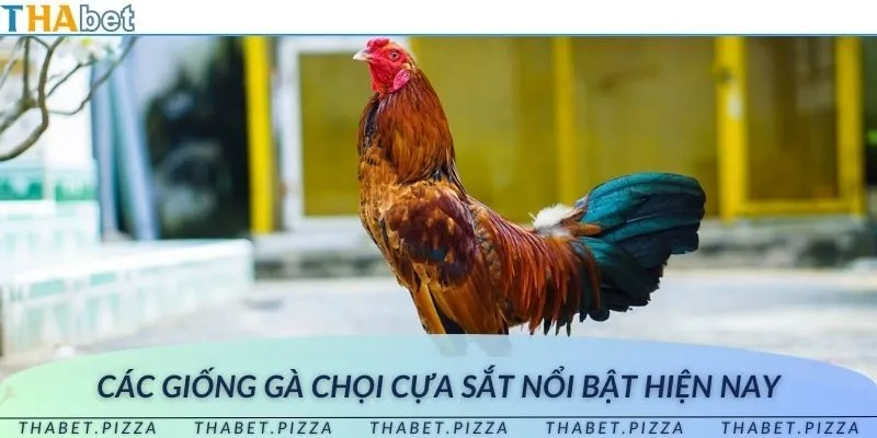 Tổng hợp những giống gà chiến thường gặp trong chọi gà cựa sắt