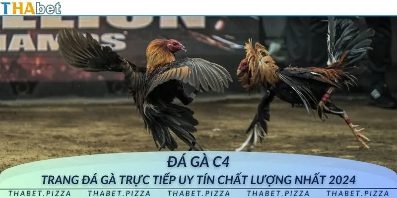 Đá gà C4 - Trang đá gà trực tiếp uy tín chất lượng nhất 2024